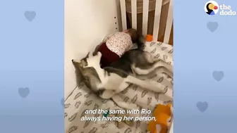 Baby Husky Grows Up With Baby Girl And They Do Everything Together | The Dodo Soulmates