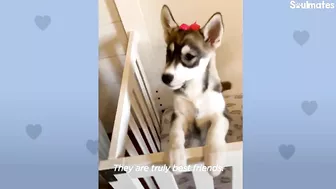 Baby Husky Grows Up With Baby Girl And They Do Everything Together | The Dodo Soulmates