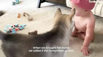 Baby Husky Grows Up With Baby Girl And They Do Everything Together | The Dodo Soulmates