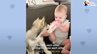 Baby Husky Grows Up With Baby Girl And They Do Everything Together | The Dodo Soulmates