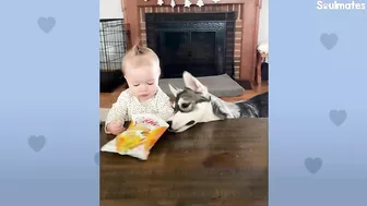 Baby Husky Grows Up With Baby Girl And They Do Everything Together | The Dodo Soulmates