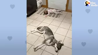 Baby Husky Grows Up With Baby Girl And They Do Everything Together | The Dodo Soulmates