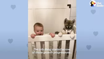 Baby Husky Grows Up With Baby Girl And They Do Everything Together | The Dodo Soulmates