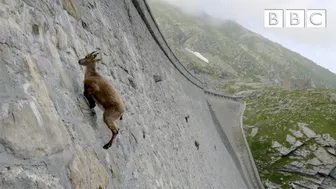 The incredible ibex defies gravity and climbs a dam | Forces of Nature with Brian Cox - BBC