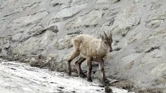 The incredible ibex defies gravity and climbs a dam | Forces of Nature with Brian Cox - BBC