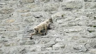 The incredible ibex defies gravity and climbs a dam | Forces of Nature with Brian Cox - BBC