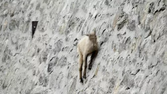 The incredible ibex defies gravity and climbs a dam | Forces of Nature with Brian Cox - BBC