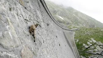 The incredible ibex defies gravity and climbs a dam | Forces of Nature with Brian Cox - BBC