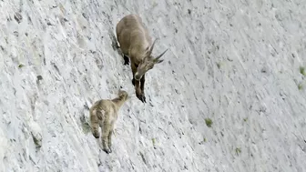 The incredible ibex defies gravity and climbs a dam | Forces of Nature with Brian Cox - BBC