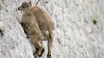 The incredible ibex defies gravity and climbs a dam | Forces of Nature with Brian Cox - BBC