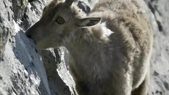 The incredible ibex defies gravity and climbs a dam | Forces of Nature with Brian Cox - BBC