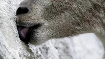 The incredible ibex defies gravity and climbs a dam | Forces of Nature with Brian Cox - BBC