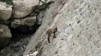 The incredible ibex defies gravity and climbs a dam | Forces of Nature with Brian Cox - BBC