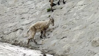 The incredible ibex defies gravity and climbs a dam | Forces of Nature with Brian Cox - BBC