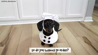 Starbox Dachshunds Compilation Chapter 73