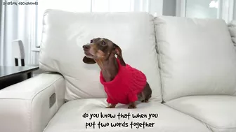 Starbox Dachshunds Compilation Chapter 73