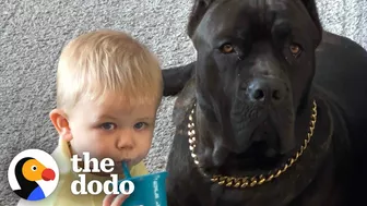 Baby Grows Up With His 125-Pound Dog | The Dodo Soulmates