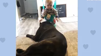 Baby Grows Up With His 125-Pound Dog | The Dodo Soulmates