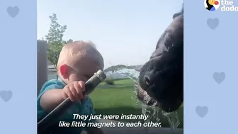 Baby Grows Up With His 125-Pound Dog | The Dodo Soulmates