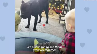 Baby Grows Up With His 125-Pound Dog | The Dodo Soulmates