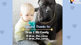 Baby Grows Up With His 125-Pound Dog | The Dodo Soulmates