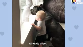 Baby Grows Up With His 125-Pound Dog | The Dodo Soulmates