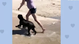 Baby Grows Up With His 125-Pound Dog | The Dodo Soulmates