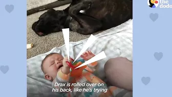 Baby Grows Up With His 125-Pound Dog | The Dodo Soulmates