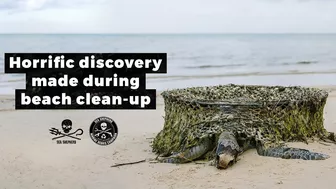 Horrific discovery made during beach clean-up