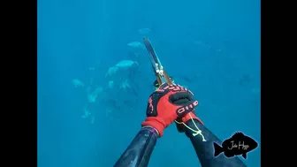 Palm Beach GAG grouper. Freedive Spearfishing.