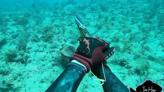 Palm Beach GAG grouper. Freedive Spearfishing.