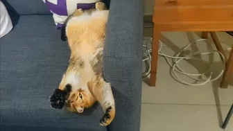 Cat stretching