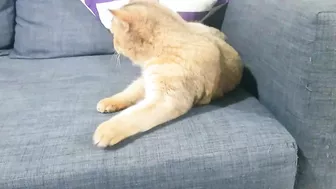 Cat stretching