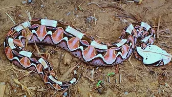 Virginia Beach aquarium provides anti-venom for man bitten by snake