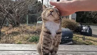 This cat is so cute, stretching so hard to be petted on the head!