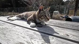 This cat is so cute, stretching so hard to be petted on the head!