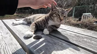 This cat is so cute, stretching so hard to be petted on the head!