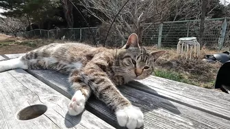 This cat is so cute, stretching so hard to be petted on the head!