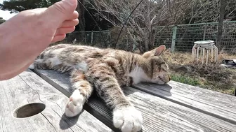 This cat is so cute, stretching so hard to be petted on the head!