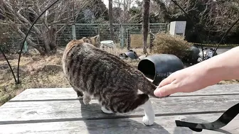 This cat is so cute, stretching so hard to be petted on the head!