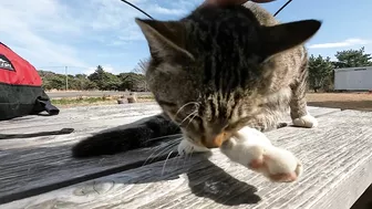 This cat is so cute, stretching so hard to be petted on the head!