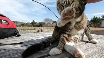 This cat is so cute, stretching so hard to be petted on the head!