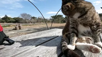 This cat is so cute, stretching so hard to be petted on the head!