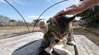 This cat is so cute, stretching so hard to be petted on the head!