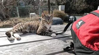 This cat is so cute, stretching so hard to be petted on the head!