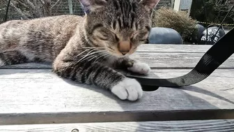 This cat is so cute, stretching so hard to be petted on the head!