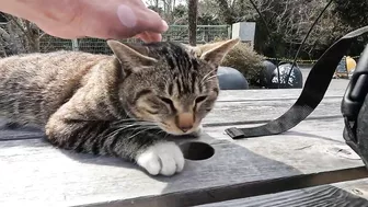 This cat is so cute, stretching so hard to be petted on the head!