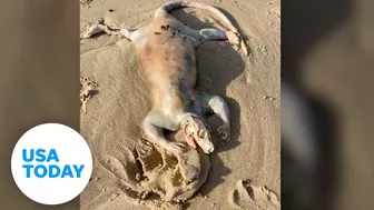 'Alien' creature with claws washes up on Australian beach | USA TODAY