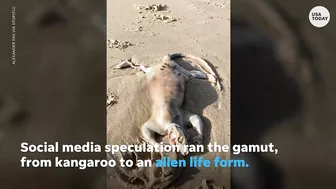 'Alien' creature with claws washes up on Australian beach | USA TODAY