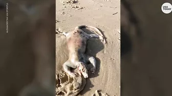 'Alien' creature with claws washes up on Australian beach | USA TODAY